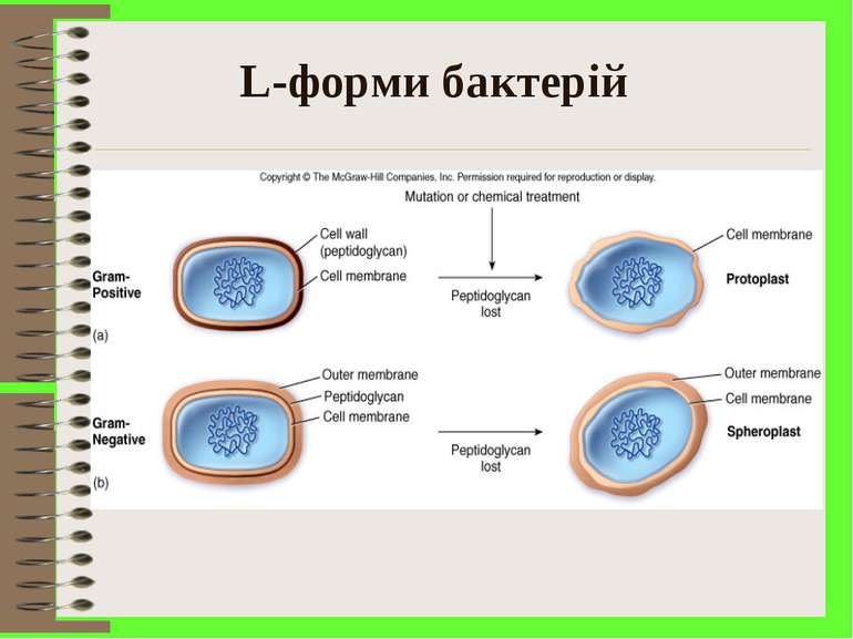 L-форми бактерій