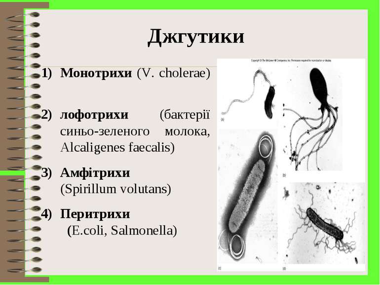 Монотрихи (V. cholerae) лофотрихи (бактерії синьо-зеленого молока, Alcaligene...