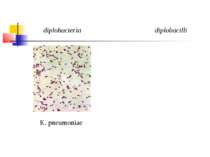 diplohacteria diplobacilli K. pneumoniae