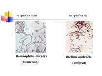 streptobacteria streptobacilli Haemophilus ducreyi (chancroid) Bacillus anthr...