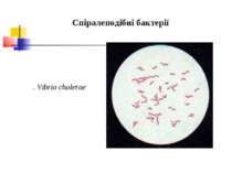Спіралеподібні бактерії . Vibrio cholerae