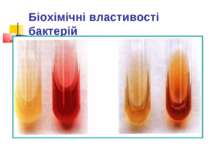 Біохімічні властивості бактерій