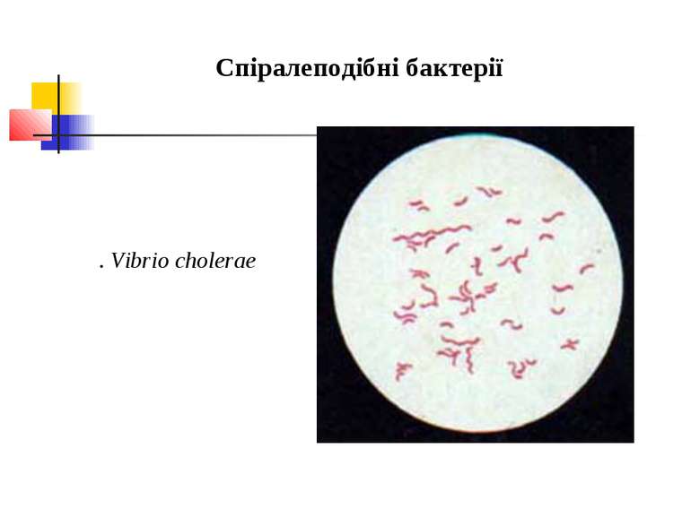 Спіралеподібні бактерії . Vibrio cholerae