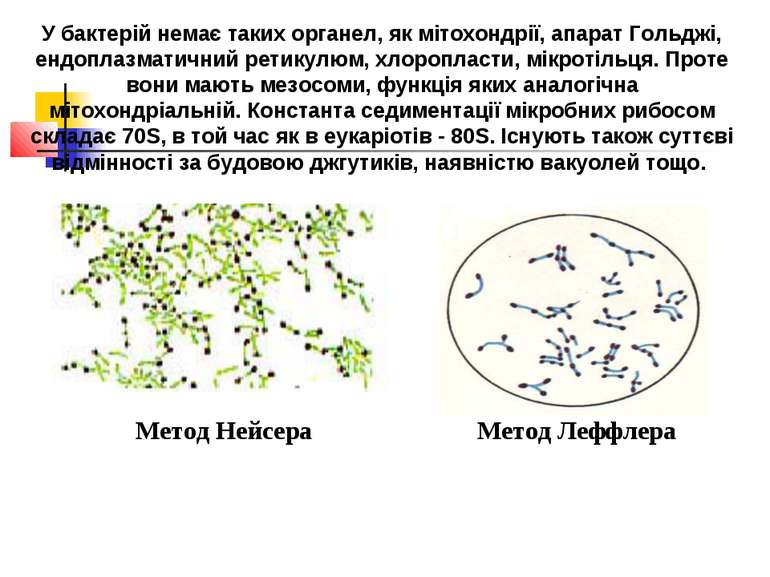 У бактерій немає таких органел, як мітохондрії, апарат Гольджі, ендоплазматич...
