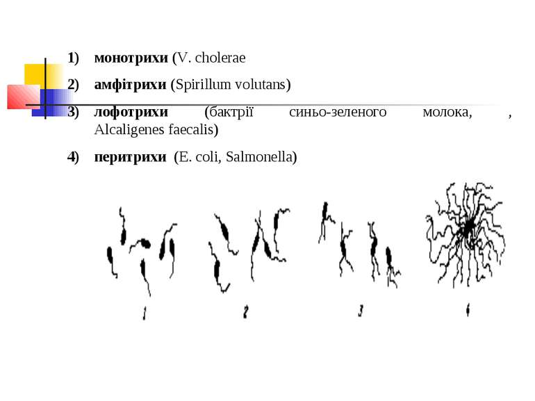 монотрихи (V. cholerae амфітрихи (Spirillum volutans) лофотрихи (бактрії синь...
