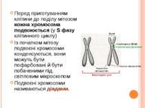 Перед приготуванням клітини до поділу мітозом кожна хромосома подвоюється (у ...