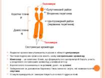 Подвоєні хромосоми утримуються разом в області центромери Частини подвоєних х...