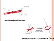 Метафазна хромосома Роль кінетохора у розділенні хроматид
