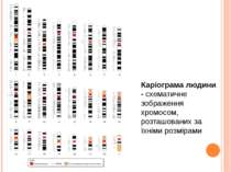 Каріограма людини - схематичне зображення хромосом, розташованих за їхніми ро...