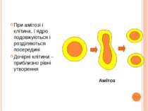 При амітозі і клітина, і ядро подовжуються і розділяються посередині Дочірні ...