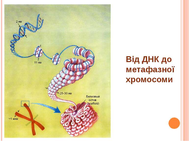 Від ДНК до метафазної хромосоми