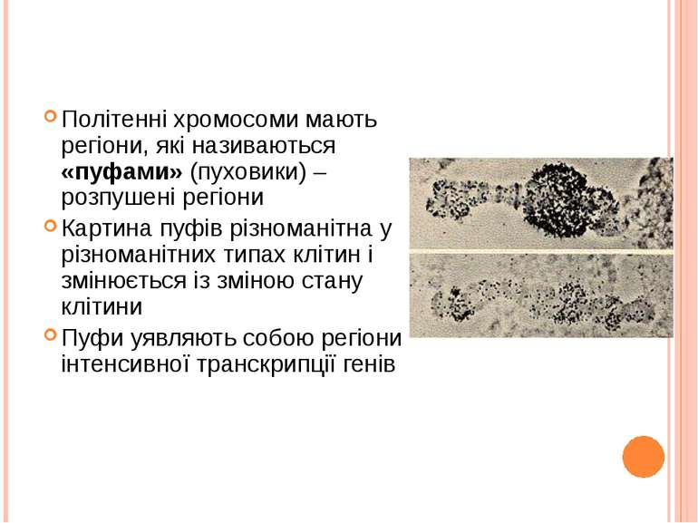 Політенні хромосоми мають регіони, які називаються «пуфами» (пуховики) – розп...