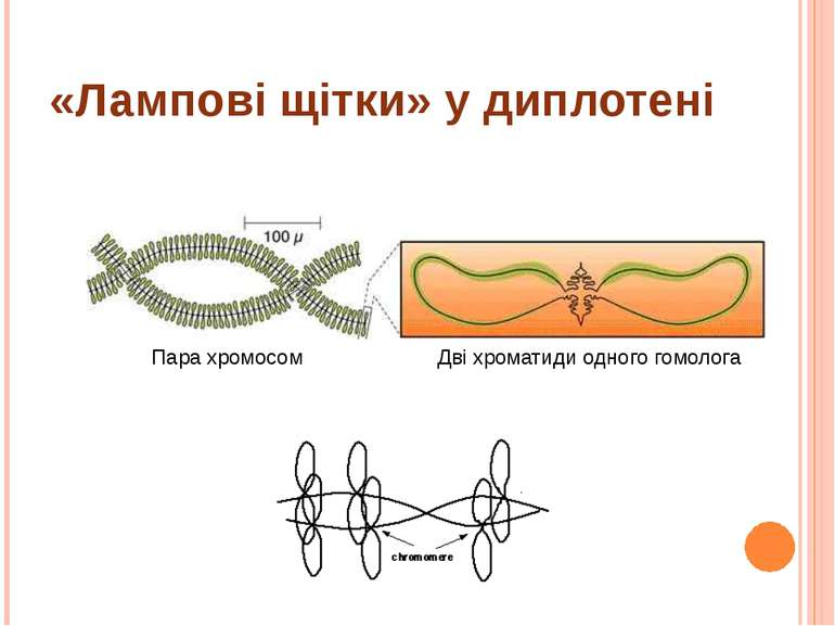 «Лампові щітки» у диплотені Пара хромосом Дві хроматиди одного гомолога