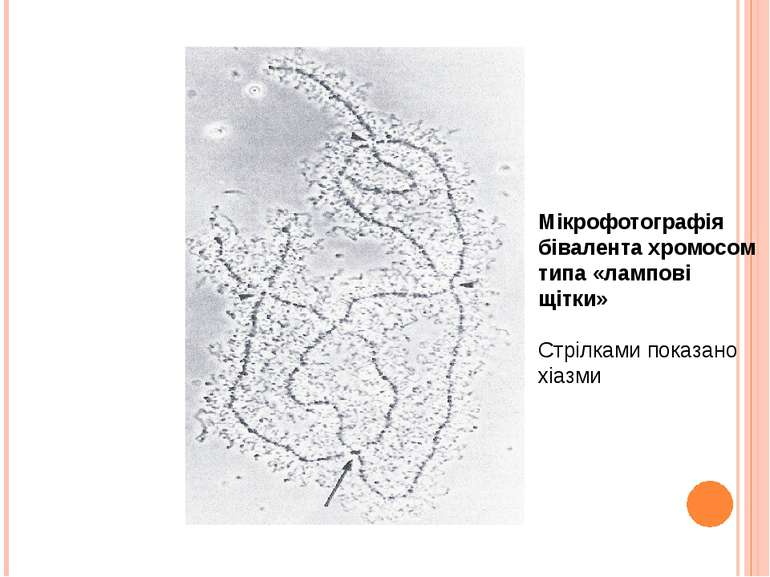 Мікрофотографія бівалента хромосом типа «лампові щітки» Стрілками показано хі...