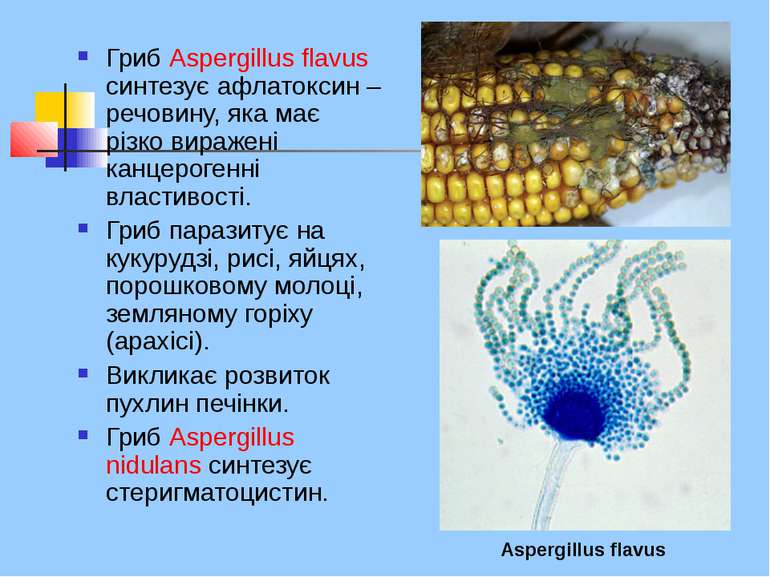 Гриб Aspergillus flavus синтезує афлатоксин – речовину, яка має різко виражен...