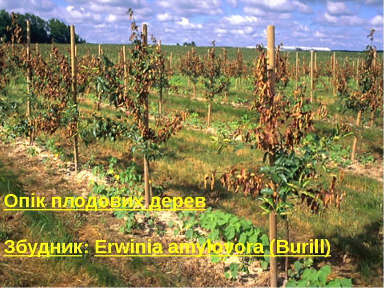 Опік плодових дерев Збудник: Erwinia amylovora (Burill)
