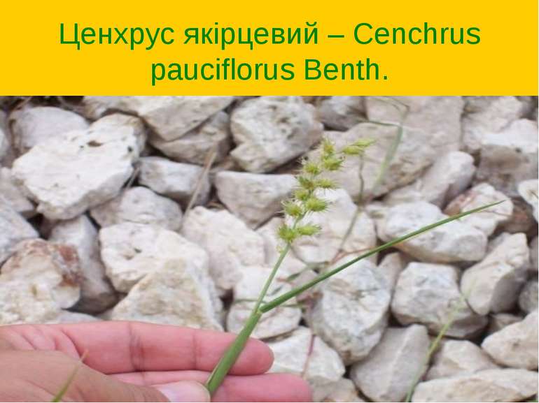 Ценхрус якірцевий – Cenchrus pauciflorus Benth.