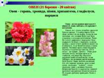 ОВЕН (21 березня - 20 квітня) Овен - герань, троянда, піони, хризантема, глад...
