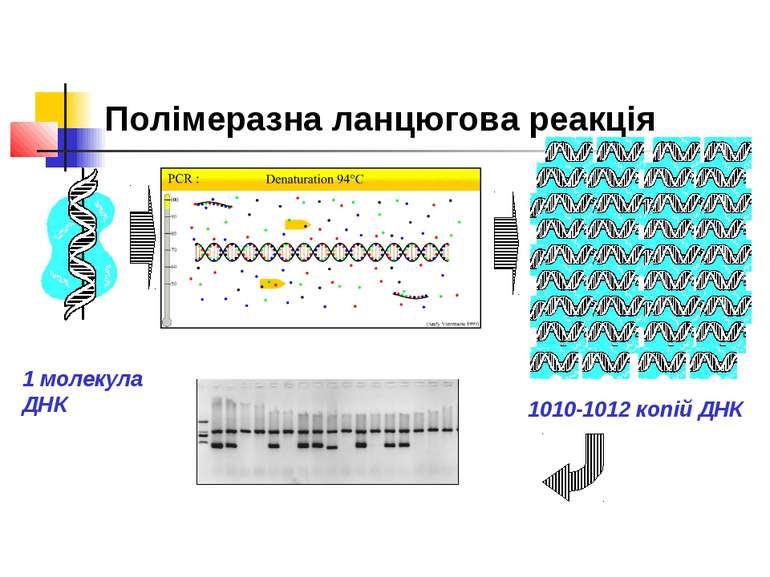 Полімеразна ланцюгова реакція 1 молекула ДНК 1010-1012 копій ДНК