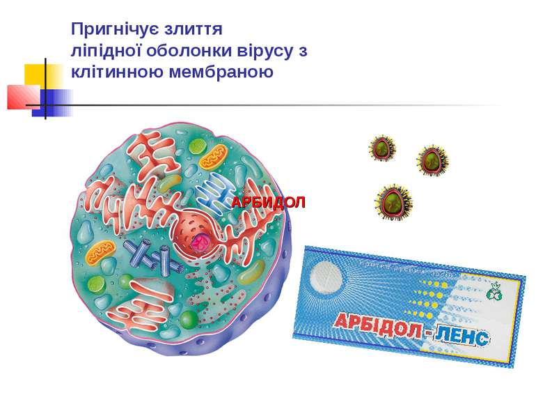 Пригнічує злиття ліпідної оболонки вірусу з клітинною мембраною АРБИДОЛ