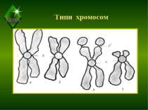 Типи хромосом ТДМА