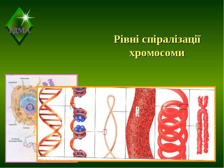 Рівні спіралізації хромосоми ТДМА