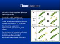 Пояснення: Генотип: набір спадкових факторів даного організму Фенотип: набір ...