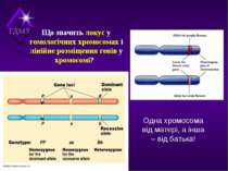 Що значить локус у гомологічних хромосомах і лінійне розміщення генів у хромо...