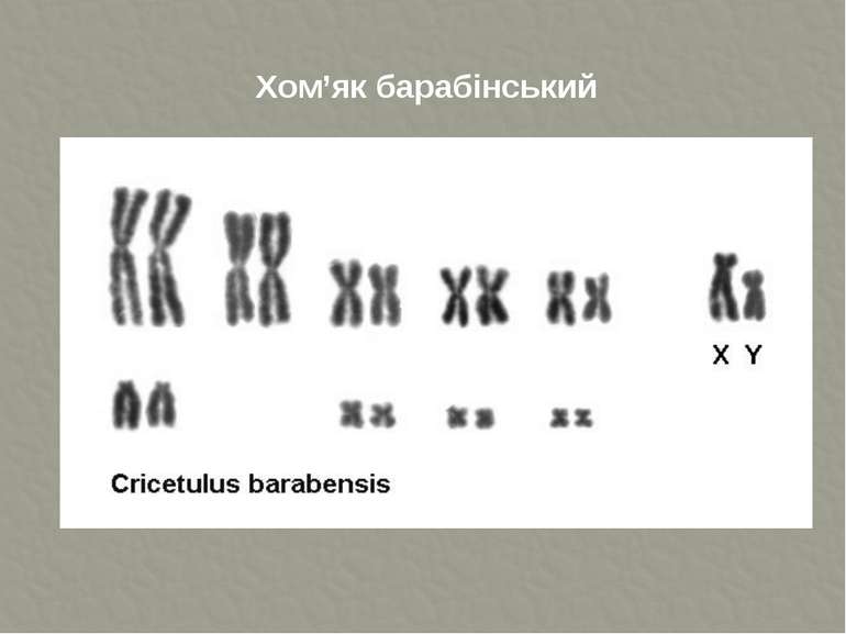Хом’як барабінський 10 пар хромосом ТДМУ
