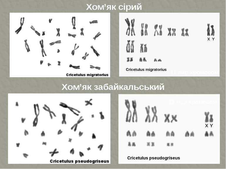 Хом’як сірий Хом’як забайкальський 11 пар хромосом 12 пар хромосом ТДМУ