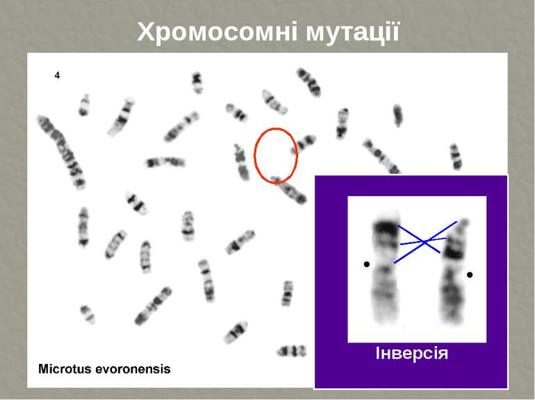 Хромосомні мутації Інверсія ТДМУ
