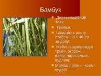 Бамбук Деревоподібний злак; Тропіки; Швидкість росту стебла – 30- 40 см за до...