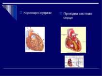 Коронарні судини Провідна система серця