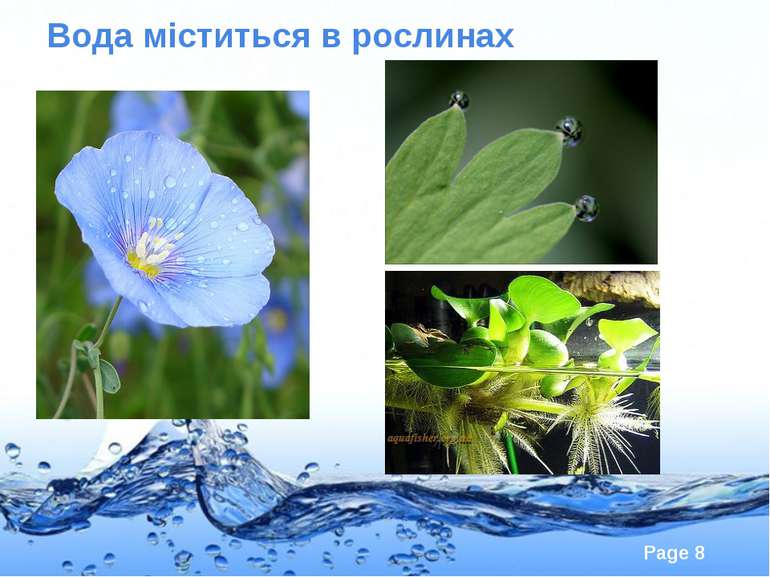 Вода міститься в рослинах Page *