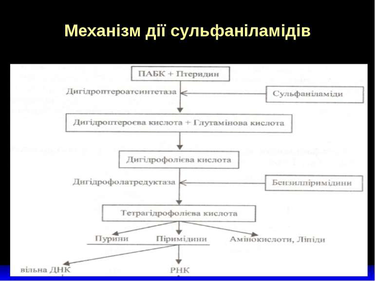 Механізм дії сульфаніламідів