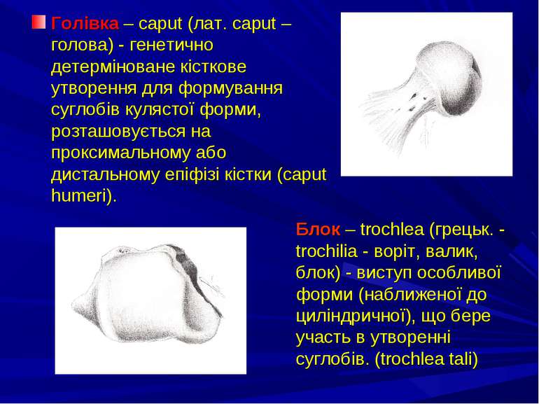 Голівка – caput (лат. caput – голова) - генетично детерміноване кісткове утво...
