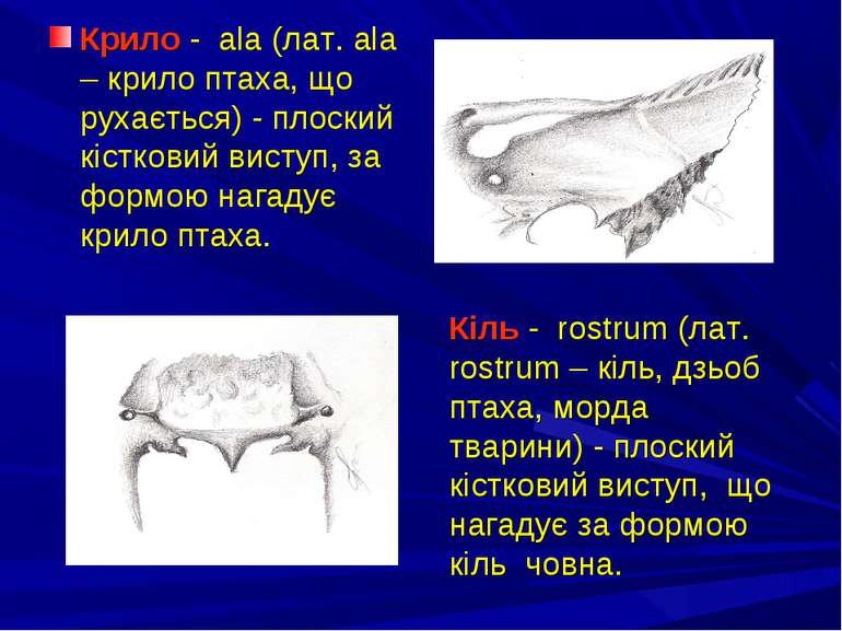 Крило - ala (лат. ala – крило птаха, що рухається) - плоский кістковий виступ...