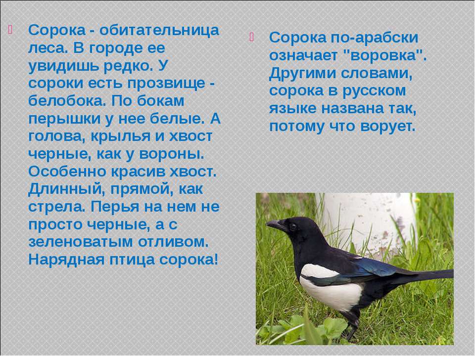 Сорок ответить. Описание сороки. Сорока для презентации. Рассказ про сороку. Описать сороку.