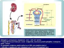 Нефрон Швидкість утворення первинної сечі – 120–127 мл/хв У нирці міститься б...