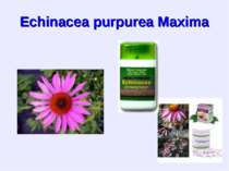 Echinacea purpurea Maxima