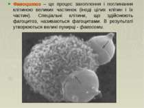Фагоцитоз – це процес захоплення і поглинання клітиною великих частинок (інод...