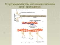 Структура молекулы миозина и комплекса актин-тропомиозин
