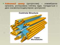 Клітинний центр (центросома) – немембранна органела, розташована поблизу ядра...