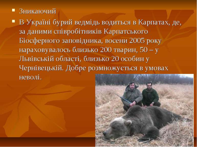 Зникаючий В Україні бурий ведмідь водиться в Карпатах, де, за даними співробі...