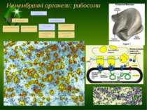 Немембранні органели: рибосоми ТДМУ