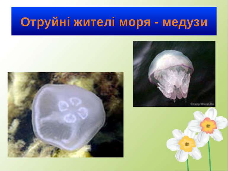 Отруйні жителі моря - медузи