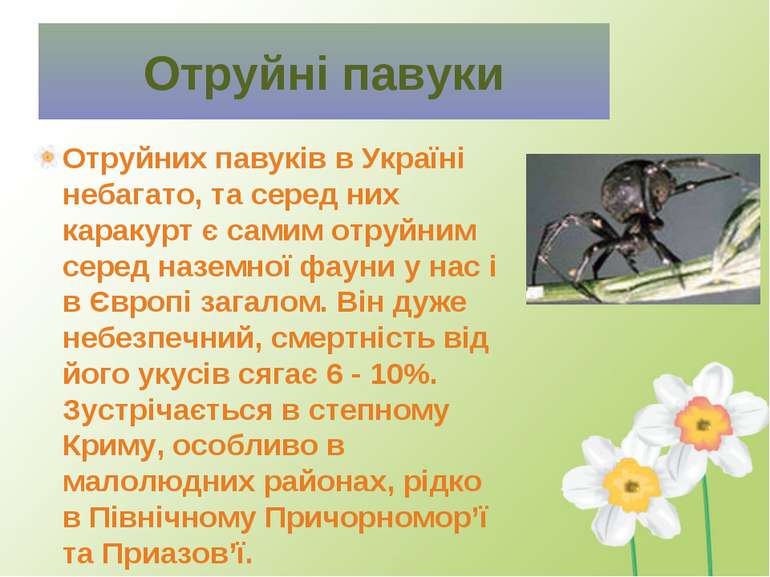 Отруйних павуків в Україні небагато, та серед них каракурт є самим отруйним с...