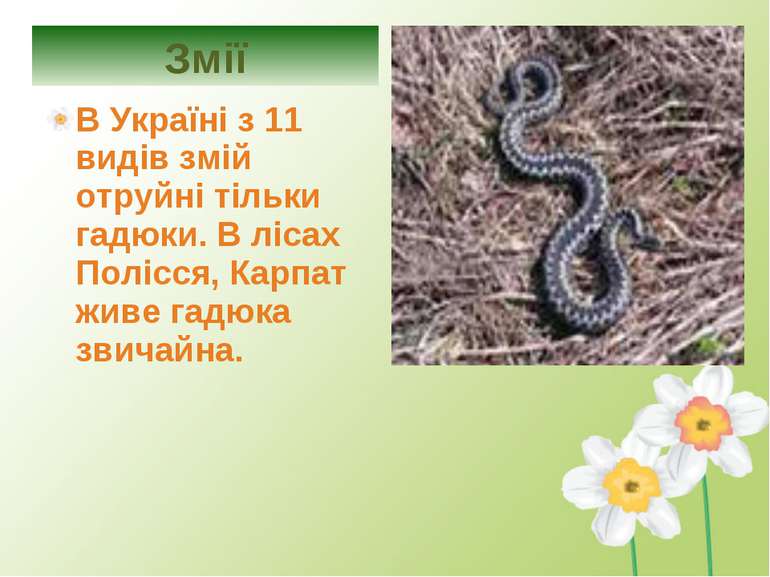 В Україні з 11 видів змій отруйні тільки гадюки. В лісах Полісся, Карпат живе...