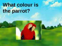 What colour is the parrot?