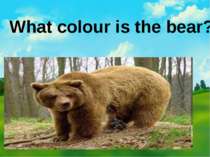 What colour is the bear?